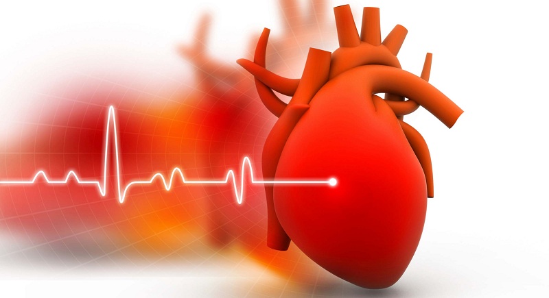 BNP được tìm thấy trong các tế bào cơ tim