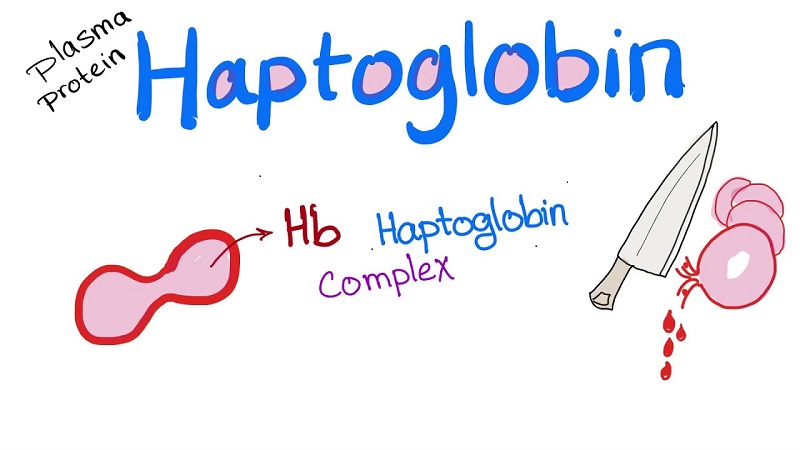Liên kết haptoglobin-hemoglobin