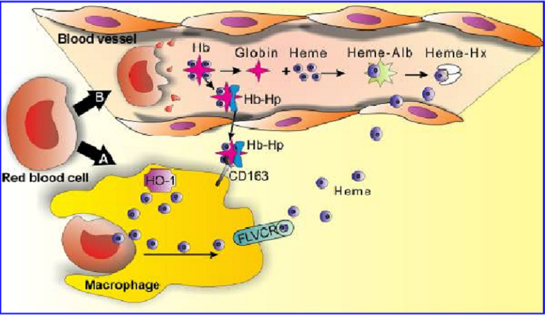 Phức chất Haptoglobin - Hemoglobin trong hệ tuần hoàn máu