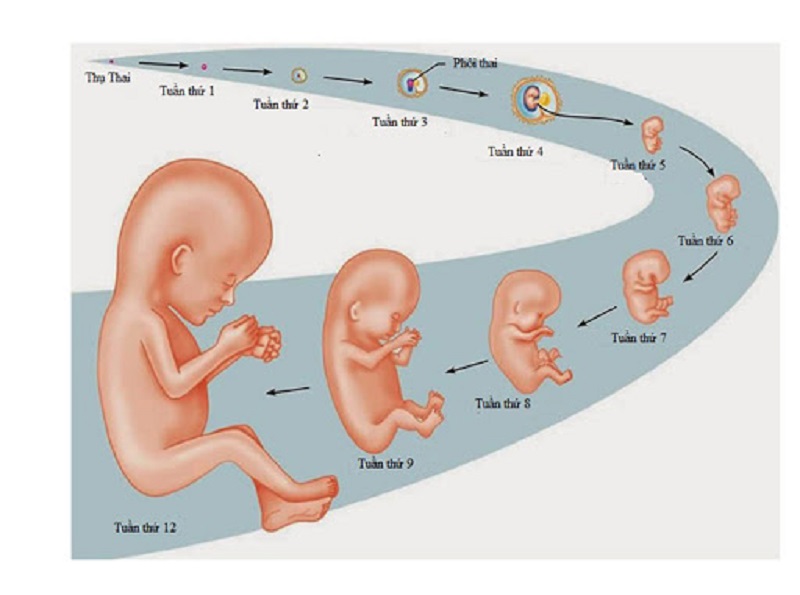 sự phát triển của thai nhi