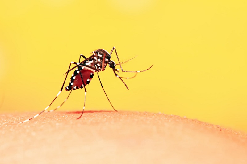 Muỗi Aedes mang virus Dengue là nguyên nhân gây ra sốt xuất huyết
