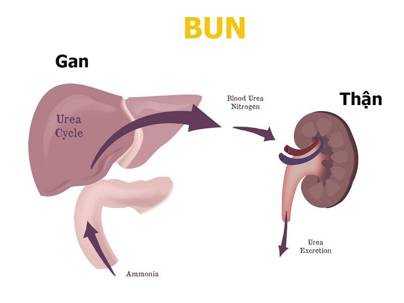 Xét nghiệm BUN được thực hiện để đánh giá chức năng gan, thận