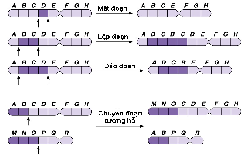Hình ảnh 2: Các dạng bất thường cấu trúc nhiễm sắc thể.