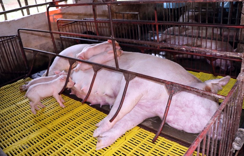 Lợn mắc dịch tả thể quá cấp tính thường nằm ủ rũ hoặc sốt cao trước khi chết