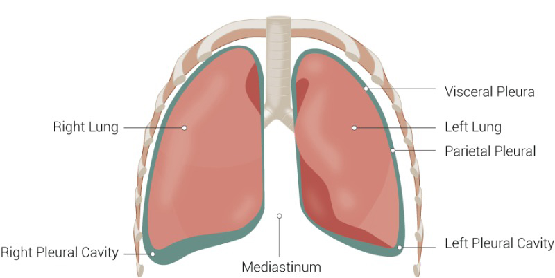 Khoang màng phổi của người bình thường