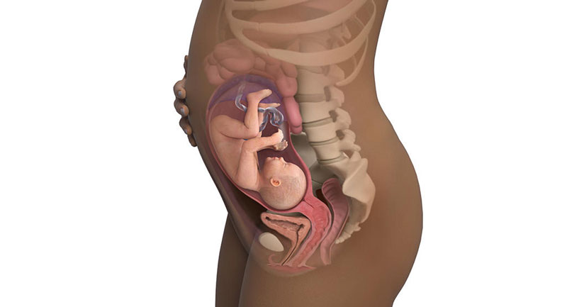 thai nhi 29 tuần hiếu động hơn và thường hay đạp vào bụng mẹ