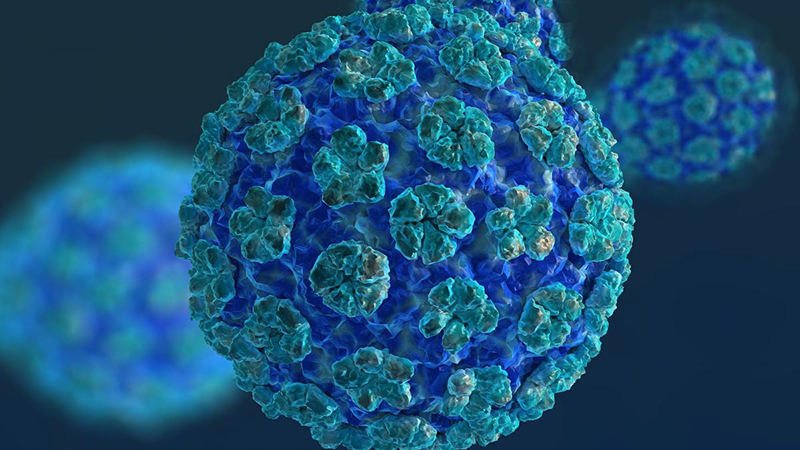 Lây truyền vi khuẩn HPV là một trong những tác nhân gây bệnh sùi mào gà