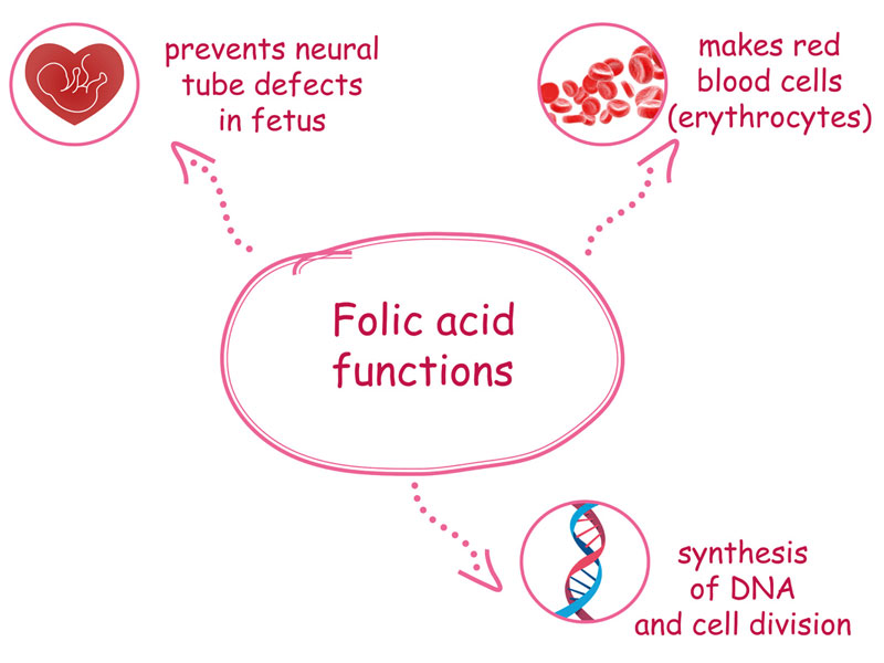 acid folic đặc biệt cần thiết đối với phụ nữ có thai và trẻ sơ sinh