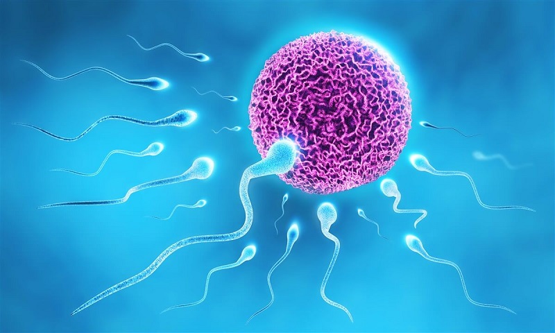 Hình ảnh mô tả trứng gặp tinh trùng