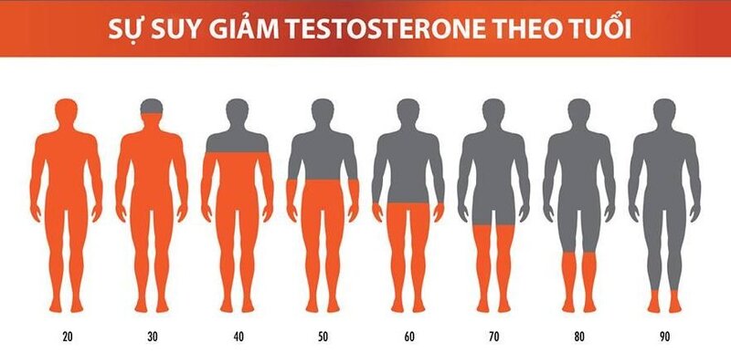  Nồng độ Testosterone sẽ bị lão hóa và giảm dần theo độ tuổi