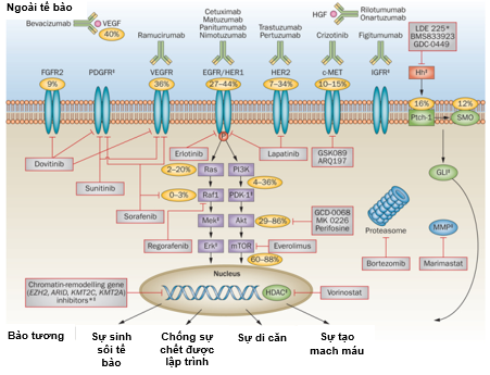 Hình 5. Sơ đồ các con đường tín hiệu, sự biểu hiện của các dấu ấn sinh học mới, cơ chế tác động của các thuốc kháng thể đơn dòng và các thuốc phân tử nhỏ trong điều trị đích ung thư dạ dày (Wadhwa R, 2013 [10]).