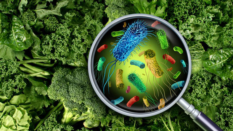 Các thực phẩm đóng hộp, rau sống có chứa một số vi sinh vật gây bệnh