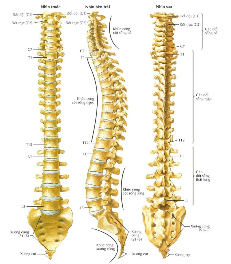 Hình ảnh giải phẫu minh họa xương cột sống của con người