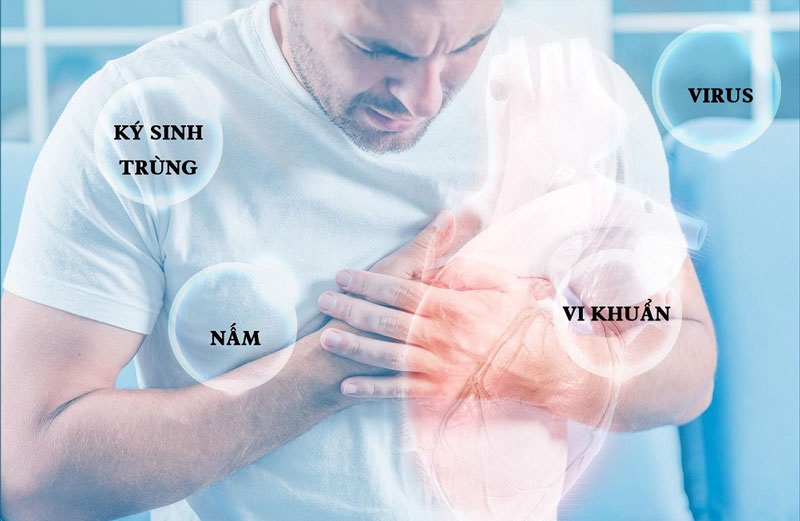 Viêm cơ tim xảy ra do virus tấn công 