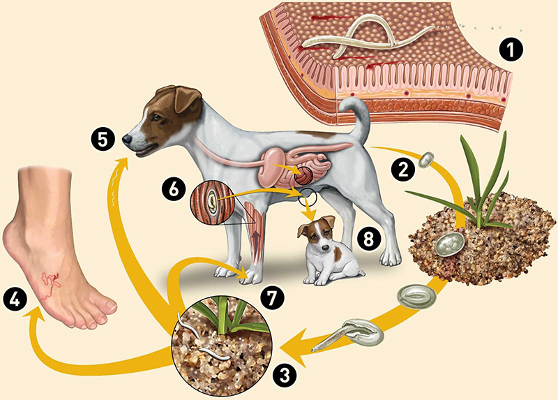 Quá trình phát triển của loài ký sinh trùng sán chó lây lan ra người
