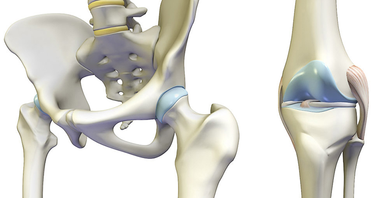 Khớp nối tiếp giữa vùng xương chậu - xương đùi, giữ vai trò gắn kết phần phía trên và dưới của cơ thể