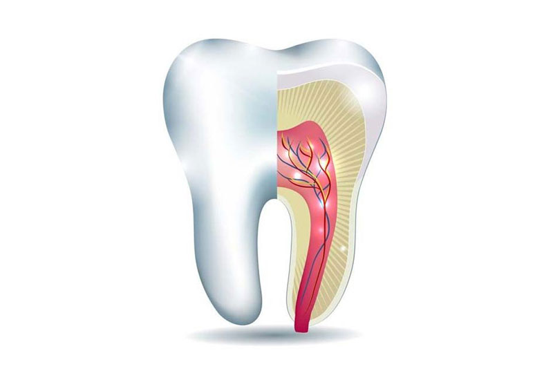 Tủy răng giúp mang dinh dưỡng để nuôi răng 