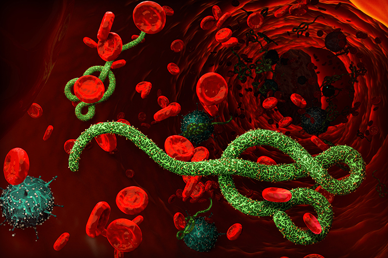 Hình ảnh mô phòng virus Ebola hoạt động trong cơ thể con người