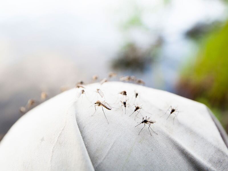 Muỗi Aedes thường cư trú ở nơi ít ánh sáng