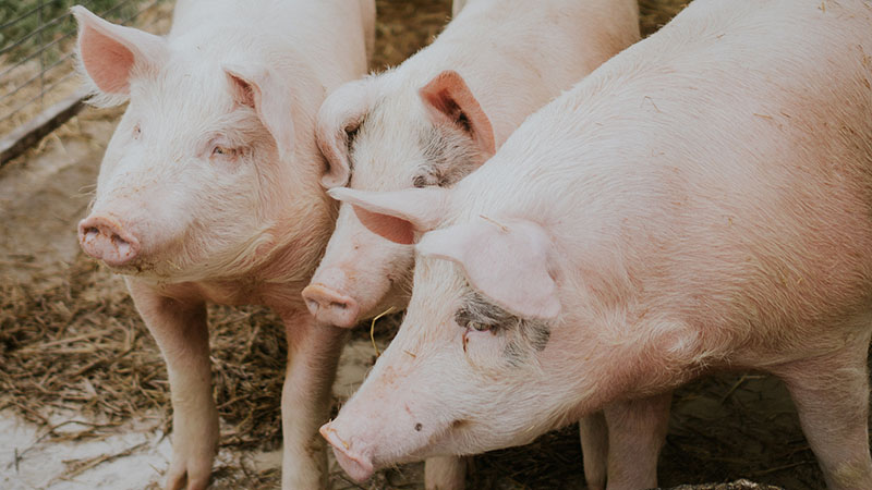 Lợn bị bệnh dịch tả lợn châu phi thường có triệu chứng chán ăn, mệt mỏi