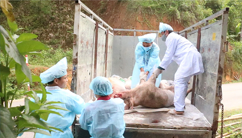 Việc tiêu hủy lợn đã nhiễm dịch cần được tiến hành nhanh chóng, an toàn