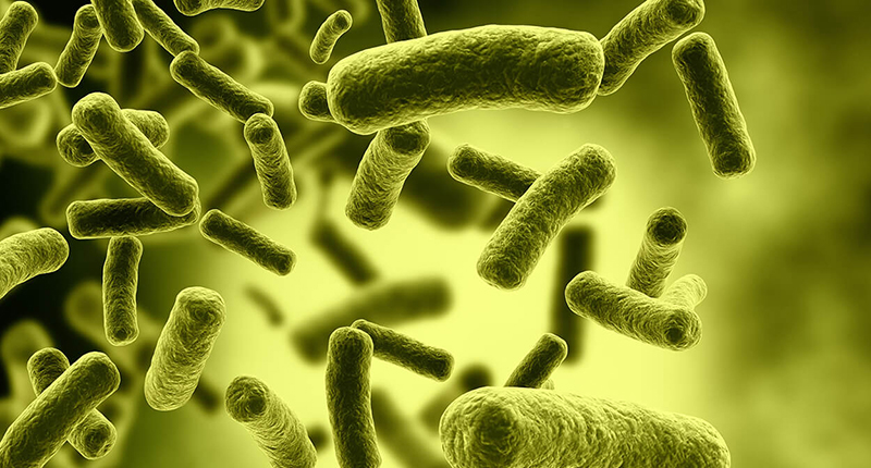 Lợi khuẩn Bifidobacterium