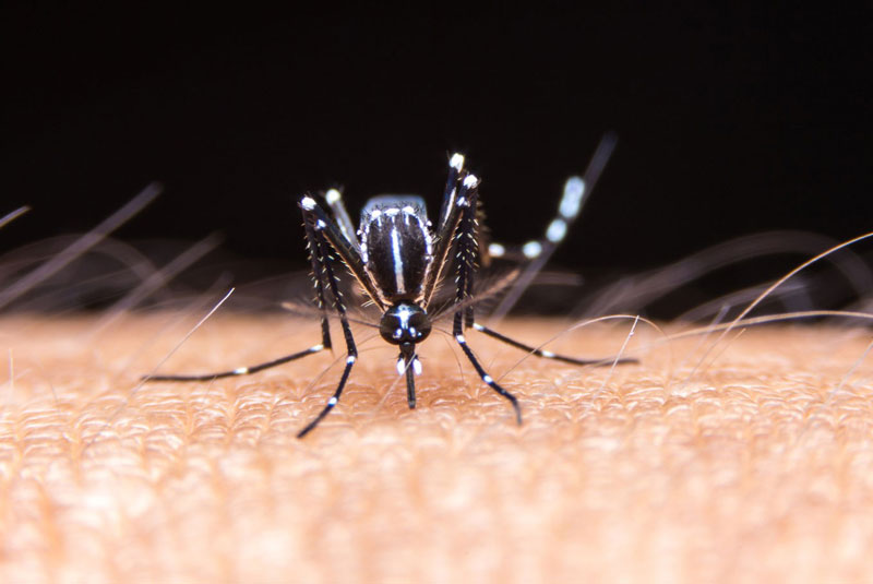 Con đường lây truyền chủ yếu là thông qua muỗi mắc bệnh