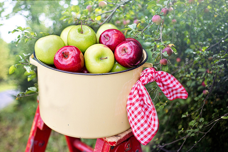 đau dạ dày nên ăn gì câu trả lời có thể là ăn táo