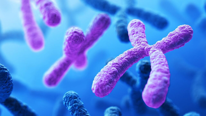Nhiễm sắc thể - bào quan quan trọng nhất của mọi sinh vật về mặt di truyền