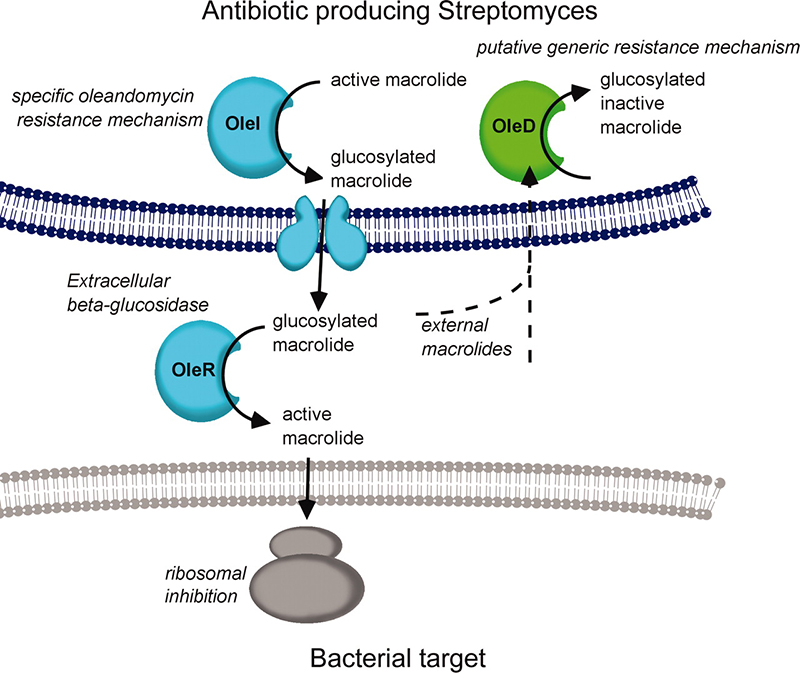 Cơ chế tác động của kháng sinh ngăn cản quá trình tổng hợp protein của vi khuẩn