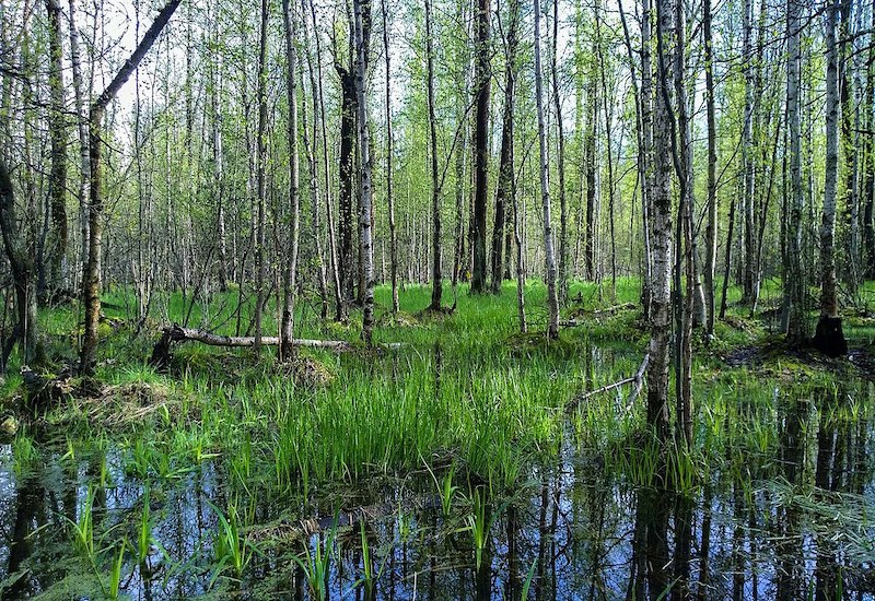 Môi trường sống của trực khuẩn mủ xanh chủ yếu là ở các nơi ẩm ướt như đầm lầy