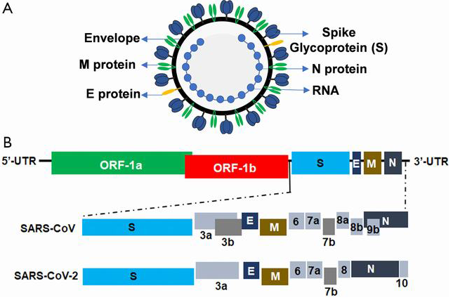  Các protein chính và cấu trúc bộ gen của SARS-CoV-2. 