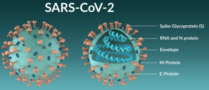 Hình 1. Cấu trúc không gian 3 chiều của virus SARS-CoV-2.