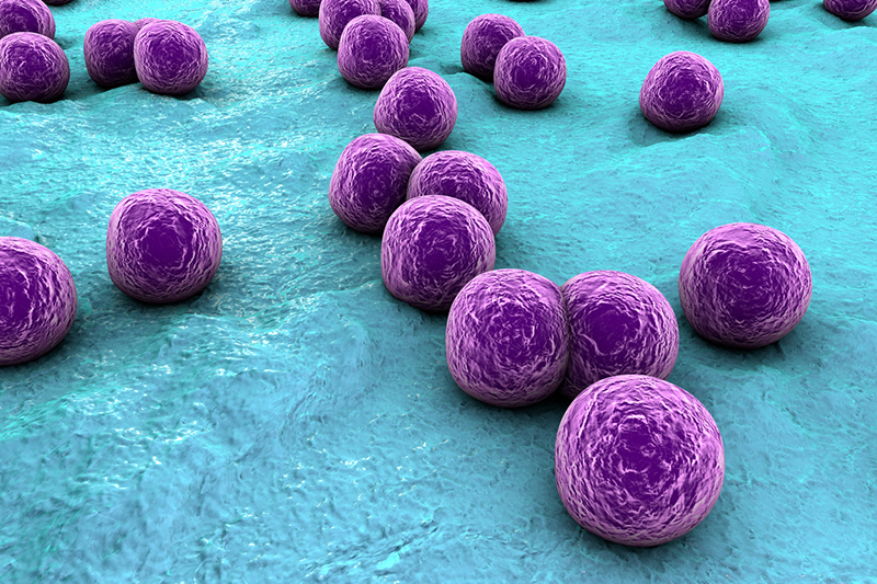Vi khuẩn tụ cầu khi soi dưới kính hiển vi