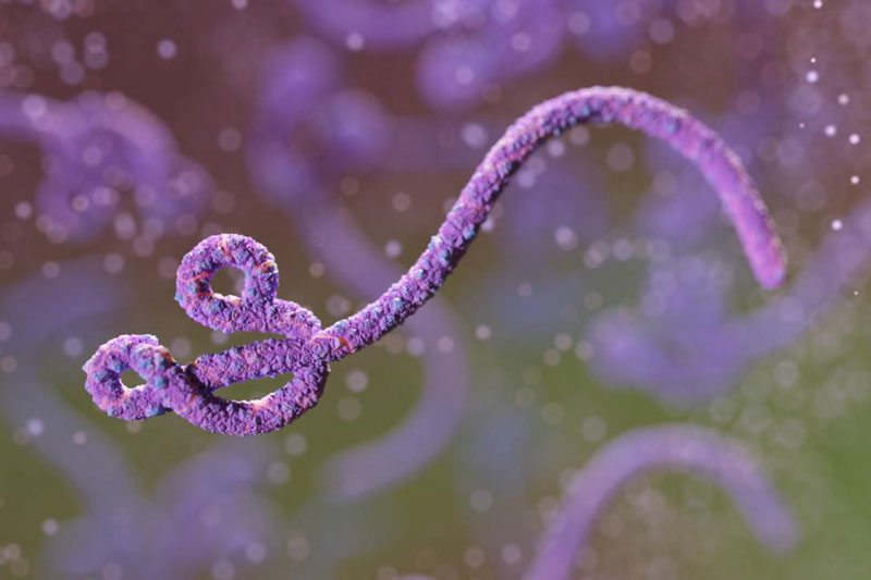 Virus Ebola thường lây nhiễm qua tuyến nước bọt
