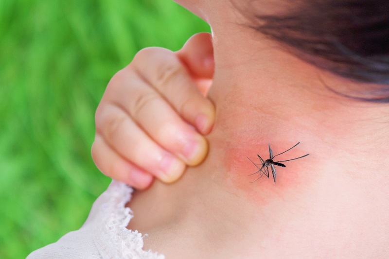 Nếu không chủ động đề phòng, chúng ta rất dễ mắc bệnh khi bị muỗi mang bệnh cắn
