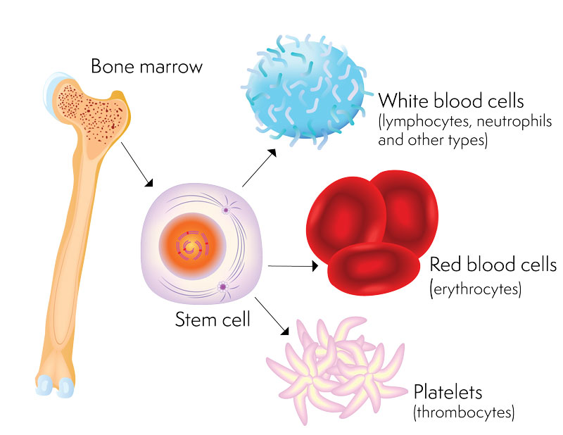 Tế bào gốc trưởng thành tồn tại trong tủy xương