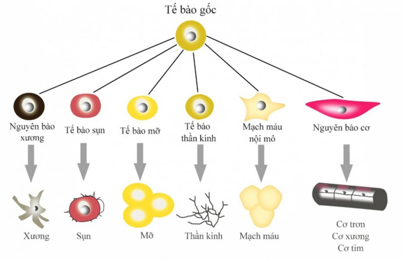 Trên thực tế, tế bào gốc được phân chia thành nhiều dạng khác nhau