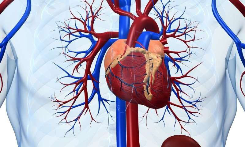 Viêm cơ tim có thể gây tử vong nếu không điều trị kịp thời