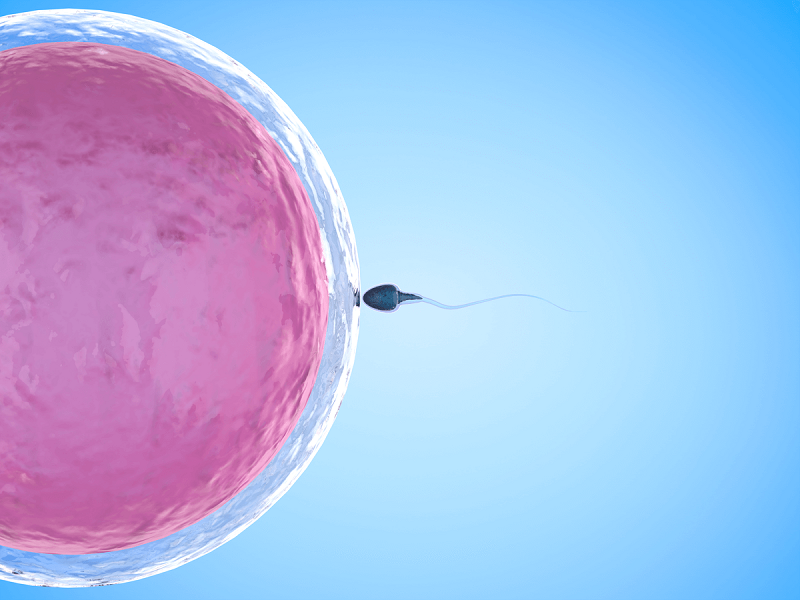 Rụng trứng là hiện tượng bình thường xảy ra ở phụ nữ ở độ tuổi sinh sản là yếu tố quyết định việc tạo thành thai nhi 