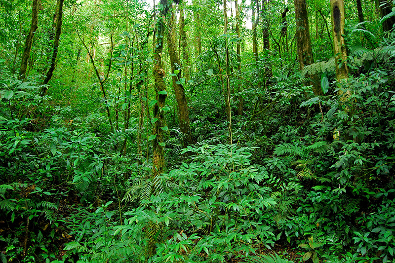 Những khu vực rừng rậm và độ ẩm cao là điều kiện để mầm bệnh phát triển