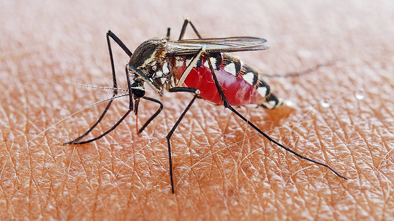 Loài muỗi mang virus gây bệnh muỗi vằn chủ yếu sinh sống ở những nơi có khí hậu nóng ẩm, nhiều ao nước đọng lại