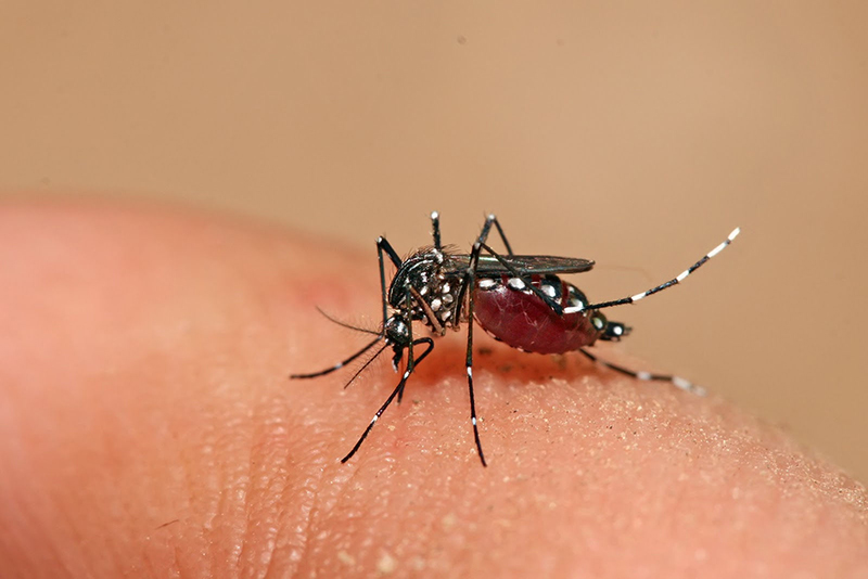 Muỗi Aedes aegypti nguyên nhân của căn bệnh sốt xuất huyết 