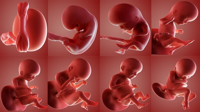 các giai đoạn phát triển của thai nhi