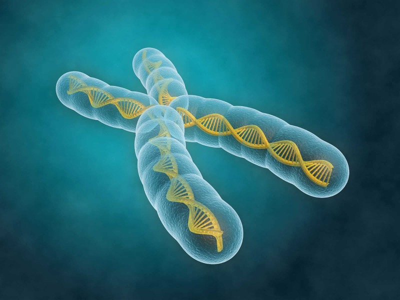 Gen di truyền ảnh hưởng rất lớn đến quá trình phát triển của thai nhi