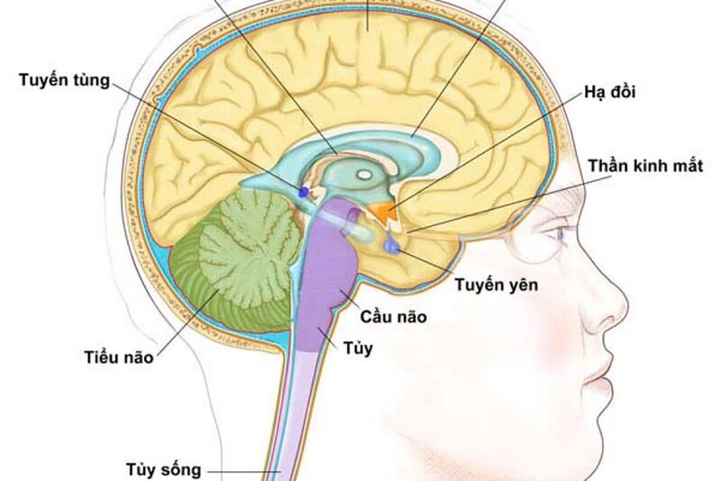 Tuyến yên là một tuyến nội tiết rất nhỏ nằm trong não