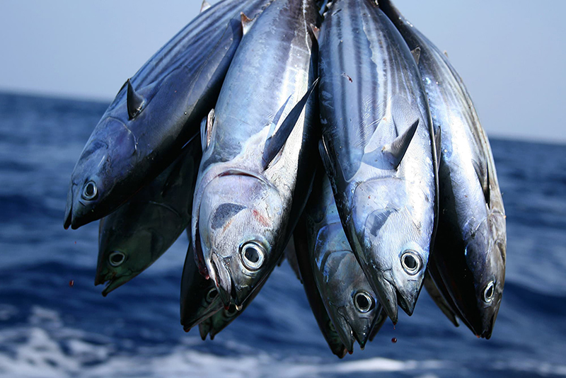 Cá ngừ là nguồn thực phẩm vừa giàu sắt vừa giàu vitamin B12 và các chất dinh dưỡng tốt cho sức khỏe