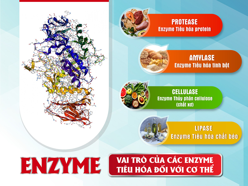 Những loại enzym đóng vai trò phân hủy các chất dinh dưỡng để cơ thể dễ dàng hấp thụ