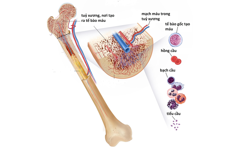 Tủy xương là cơ quan sản xuất tế bào máu