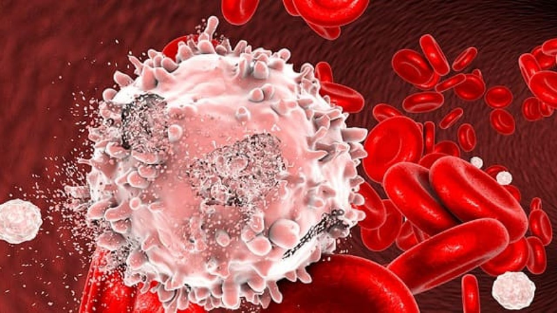 Tế bào bạch cầu của máu có vai trò miễn dịch chính